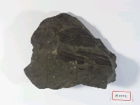 植物化石藏品圖，第2張